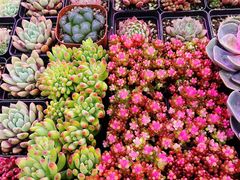 -花鸟鱼虫鲜花绿植市场(玉泉路店)