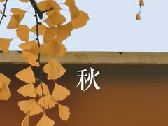 -三里屯东五街银杏大道