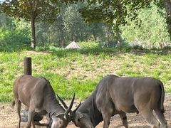 -北京野生动物园