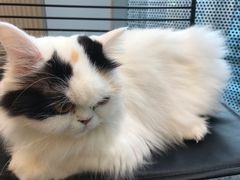 -米宠家·撸猫猫咖·专业洗猫·猫咪寄养(高新大都荟店)