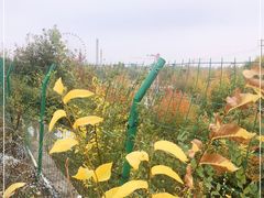 -伊犁河风景区