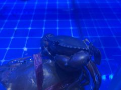 -领蟹祥记·香辣蟹·特色小海鲜(奥体天虹店)