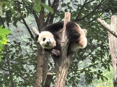 -卧龙中华大熊猫苑神树坪基地
