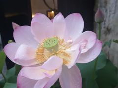 -几荷·恰似故人来(秀水广场店)