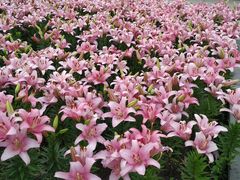 -长春公园(普阳街道)