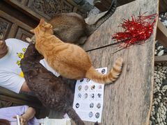 -喵屿·大理花园猫咖