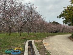 -天适樱花悠乐园