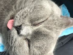 -纳吉亚猫专科动物诊疗中心(蒋宅口分院)