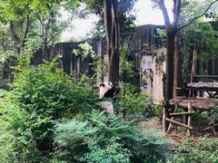 景点-成都大熊猫繁育研究基地