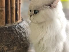 -喵屿·大理花园猫咖