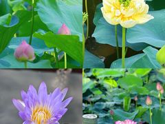 -广州莲花山旅游区