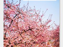 -上海辰山植物园