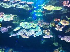-暹罗海洋世界