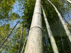 -宁波浙东大竹海景区