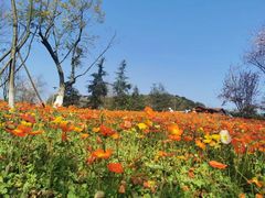 -铁山坪森林公园