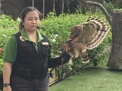 -新加坡飞禽公园