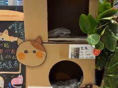 -御宝贝·A梦猫科宠物医院(国际猫友好医院)