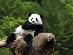 -黔灵山公园