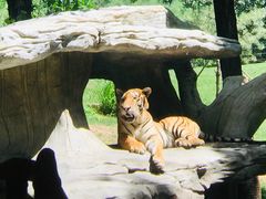 -北京野生动物园