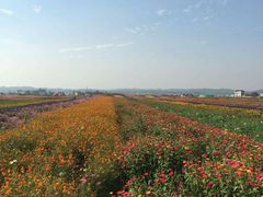 -枫林花海
