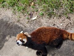 -合肥野生动物园