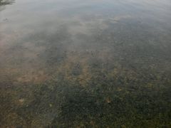 android_upload_pic-白鹭洲公园