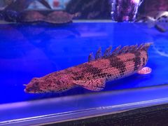 -三旗百汇商品城