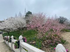 -苏州上方山国家森林公园
