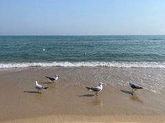 -海云台海滩