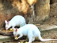 -清迈夜间动物园