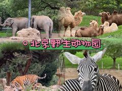 -北京野生动物园