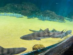 -青岛海底世界-水族馆