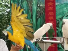 -西双版纳原始森林公园