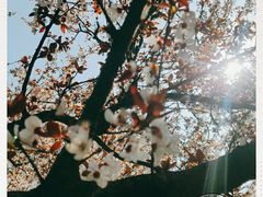 -昆山城市生态森林公园