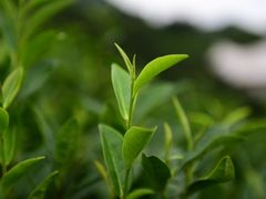 -帐篷客·溪龙茶谷度假酒店