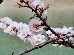 -桃花堤公园