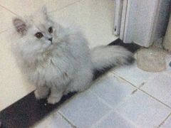 -纳吉亚猫专科动物医院博雅分院