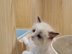 -屋虎猫馆(宝安大仟里店)