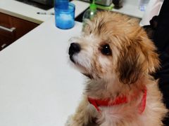 -美联众合宠物医院·爱萌分院·内外科·猫科中心