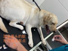 -达爱动物医院·犬猫分区·CT·复杂眼科(远洋山水分院)