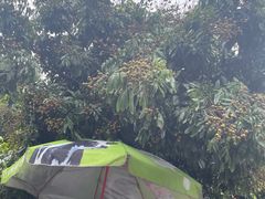 -光明刘冰乳鸽店(光明法政北路店)