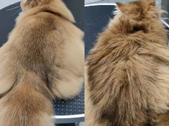 -四月宠物医院·猫专科·心脏专科·内科(转塘店)