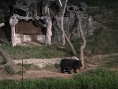 -清迈夜间动物园