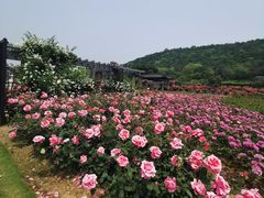 -龙寺生态园