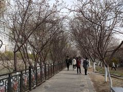 -桃花堤公园