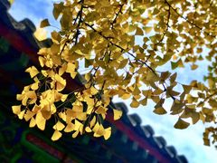 -大觉寺-停车场