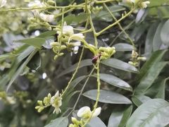 -西湖外事游船(湖滨二公园外事游船码头)