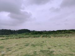 -空港花田景区