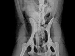 -佳雯宠物医院·皮肤科·内外科(春晓路分院)