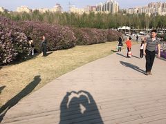 -群力丁香公园